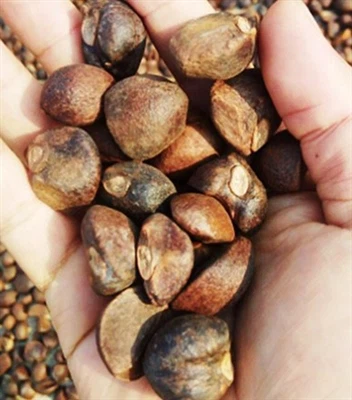 Sut i Dynnu Olew Camellia?